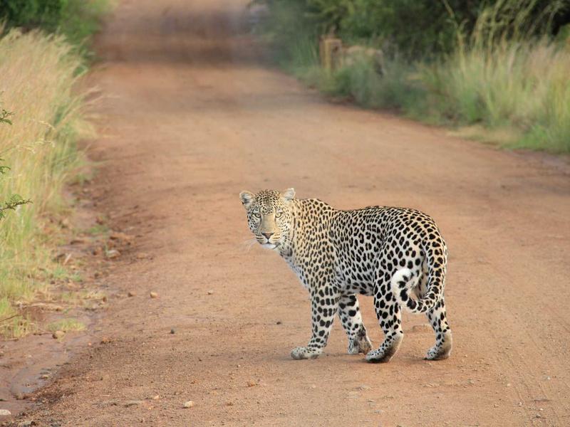 记忆碎片<br>qyo4ufag.cn 植入体真伪辨